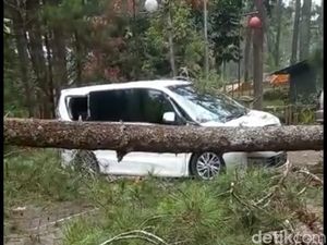 Pohon Tumbang Timpa Tiga Mobil Wisatawan di Lembang