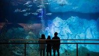 Destinasi ini sudah dibuka sejak tahun 2016 dan sudah didatangi jutaan wisatawan mancanegara. (Detroit Zoological Society)