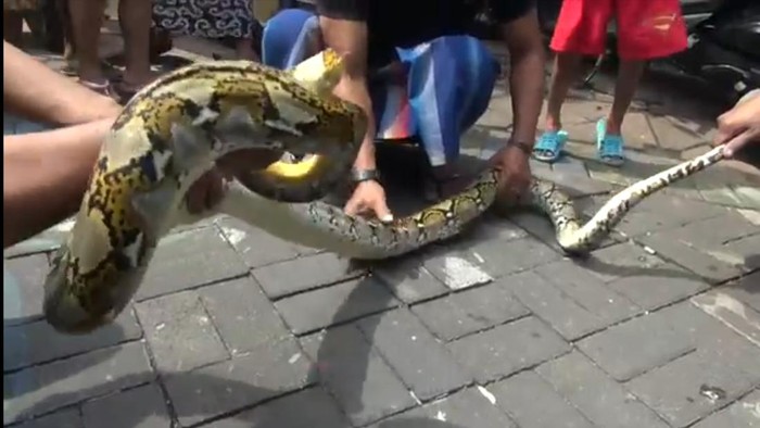 Seekor ular sanca kembang dengan panjang 2 meter nangkring di atap rumah warga Wonocolo, Surabaya. Penemuan ular itu sempat membuat warga panik.