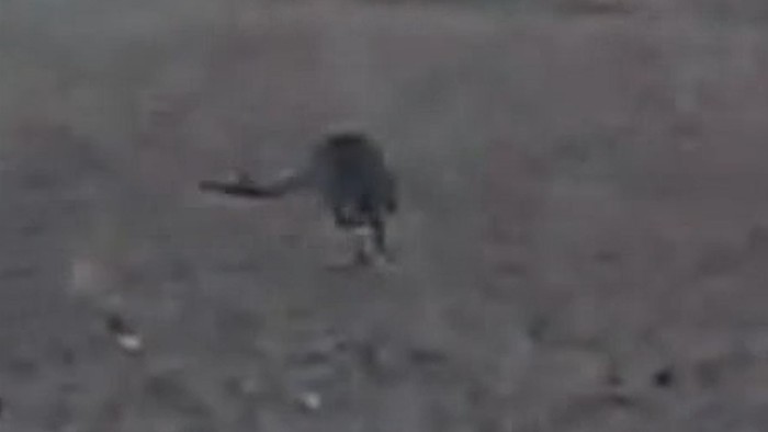 Kanguru di Denmark