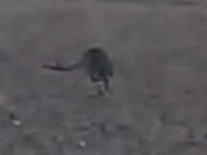 Sosok Kanguru Misterius Tertangkap Kamera di Denmark, Kok Bisa?