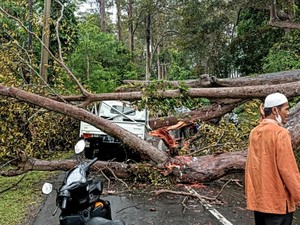 Cerita Menegangkan Evakuasi Penumpang Pikap Tertimpa Pohon