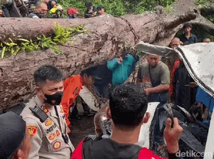 Pohon Tumbang Timpa Pikap di Sukabumi, Satu Tewas-2 Luka Serius