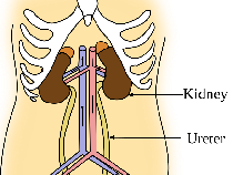 Fungsi Uretra dan Organ-organ Urinaria Lainnya, Yuk Simak!