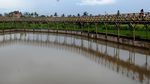Satu Lagi Wisata Kuliner Tepi Sawah di Bogor