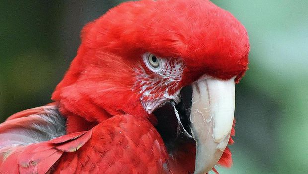 Detroit Zoo