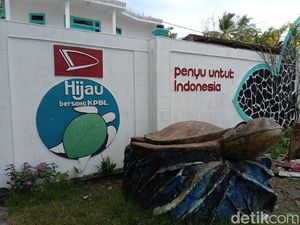 Mengintip Penangkaran Penyu di Pantai Batu Hiu