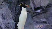 Perbaikan yang dilakukan telah menghabiskan USD 32 juta atau sekitar 458 dengan fokus pada waterproofing. (Polk Penguin Conservation Center)