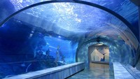 Pusat konservasi ini dibuka kembali pada awal bulan Februari sejak tutup pada September 2019 untuk perbaikan kedap air.(Polk Penguin Conservation Center)