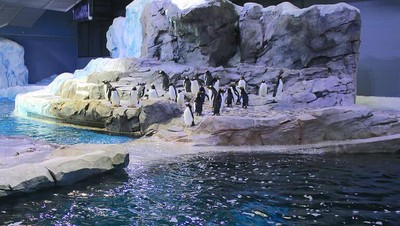 Foto: Pusat Konservasi Penguin Terbesar Dunia yang Dibuka Lagi