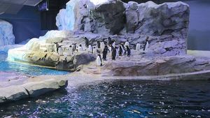 Foto: Pusat Konservasi Penguin Terbesar Dunia yang Dibuka Lagi