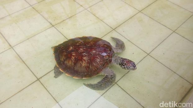 Penyu di penangkaran Pantai Batu Hiu.