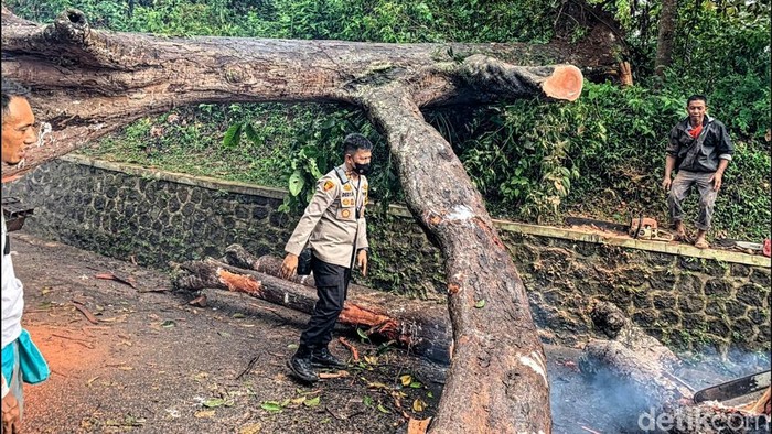Pohon Karet Oblong Tumbang di Sukabumi