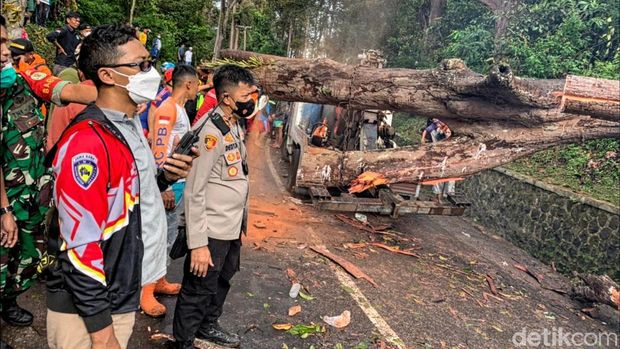 Pohon Karet Oblong Tumbang di Sukabumi