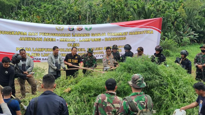 Polisi mengungkap ladang ganja di tiga lokasi berbeda di Aceh Utara