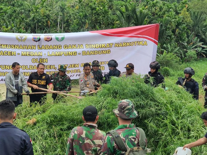 Polisi mengungkap ladang ganja di tiga lokasi berbeda di Aceh Utara