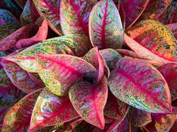 Bunga Aglonema, Tanaman Hias yang Dianggap Membawa Rezeki