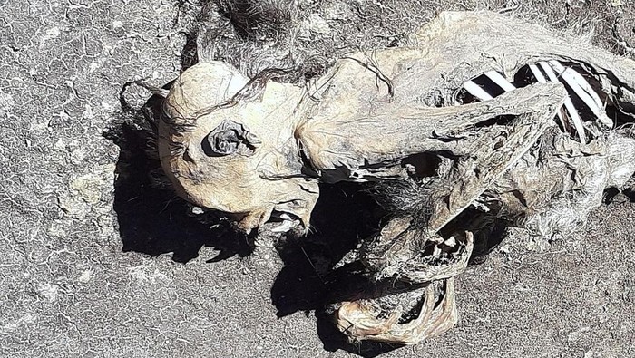 Kerangka surili di Gunung Ciremai.