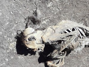 Temuan Kerangka di Gunung Ciremai, Masih Ada Sisa Kulit dan Rambut