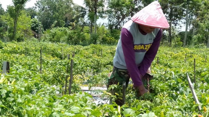 Petani saat menggarap lahan off season di Kalurahan Srigading, Kapanewon Sanden, Bantul.