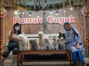 Wisata ke Bandung, Coba Bermain Bersama Anjing Lucu di Rumah Guguk