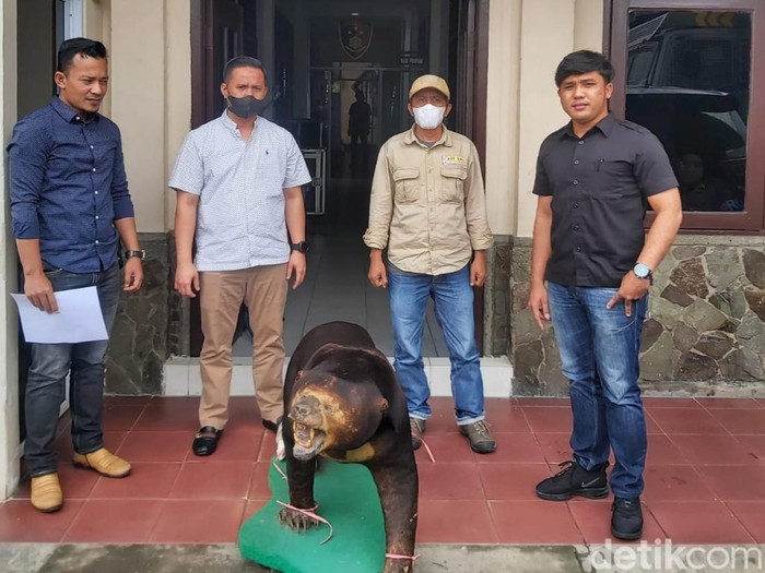 Seekor beruang madu diawetkan warga di Indragiri Hilir