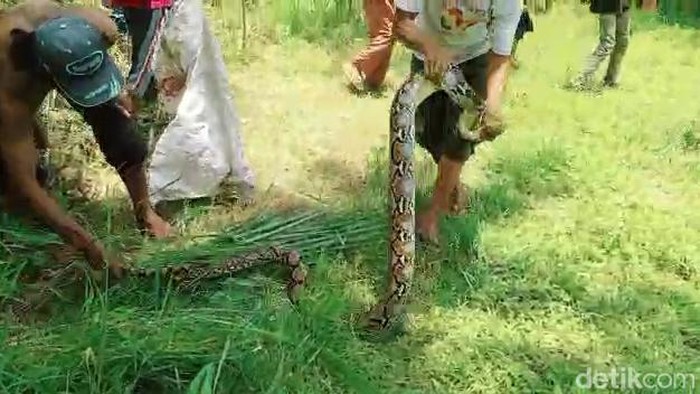 ular sanca di pasuruan
