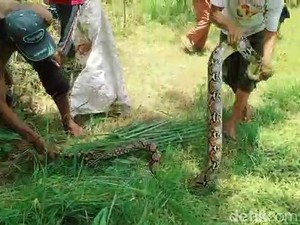 Ular Sanca Masuk Permukiman di Pasuruan, Ditangkap Lalu Dilepas ke Hutan