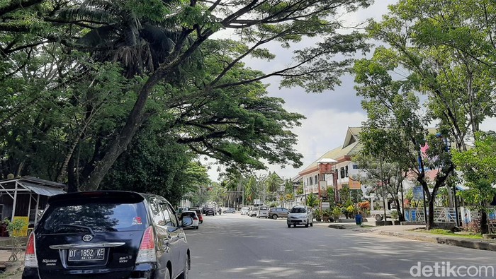 Kondisi pohon di Kendari, Sultra. (Nadhir Attamimi/detikSulsel)