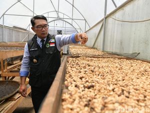 Mantap! RK Lepas Dua Kontainer Kopi Garut ke Belanda