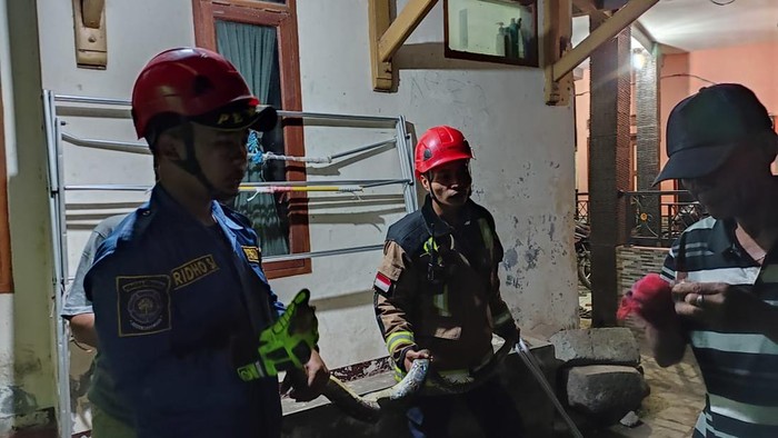 Petugas evakuasi ular dari rumah warga.