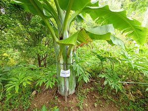 Menanti Pisang Raksasa di Ponorogo Berbuah