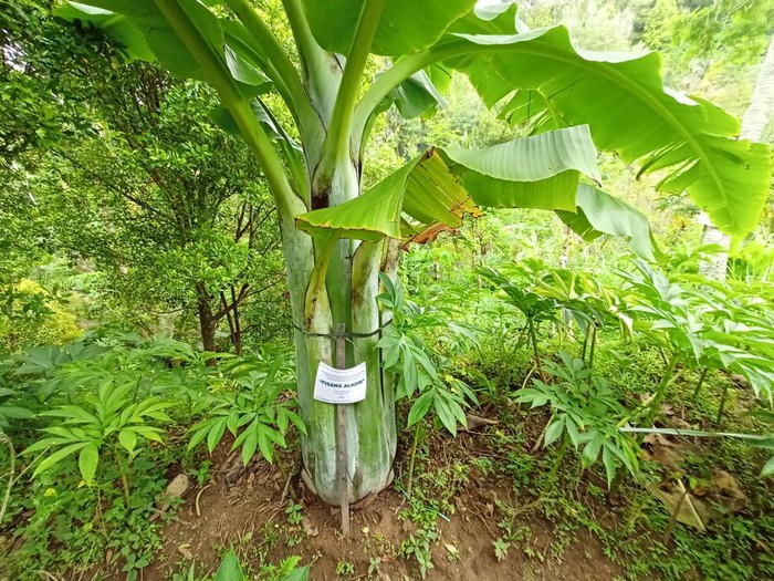 Pohon pisang raksasa di Ponorogo