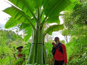 Pohon Pisang Raksasa Bernama Aladin di Ponorogo Akan Dibudidayakan