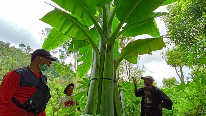 Pohon pisang raksasa di Ponorogo