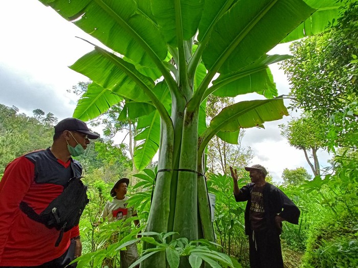 Pohon pisang raksasa di Ponorogo