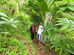 Aneh Tapi Nyata! Pohon Pisang Raksasa Tumbuh di Ponorogo