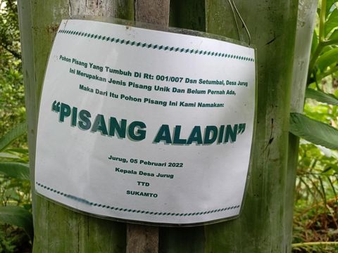 Pohon pisang raksasa