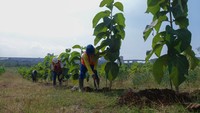 SIG menerapkan teknik reklamasi sistem alur di lahan pascatambang pabrik Tuban, Jawa Timur. Sistem tersebut lebih efisien dibandingkan reklamasi yang dilakukan pada umumnya.