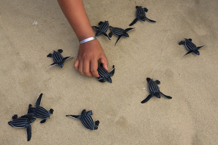 Seekor tukik atau anak penyu belimbing (Dermochelys coriacea) berjalan menuju laut lepas saat dilepasliarkan di kawasan Pantai Joel Bungalow, Lhoknga, Aceh Besar, Aceh, Kamis (2/3/2022). Pegiat wisata dan aktivis lingkungan melepasliarkan 100 ekor tukik belimbing ke habitatnya sebagai upaya mengedukasikan pengunjung wisata dan masyarakat tentang pentingnya menjaga dan melestarikan keseimbangan biota laut. ANTARA FOTO/Syifa Yulinnas/rwa.