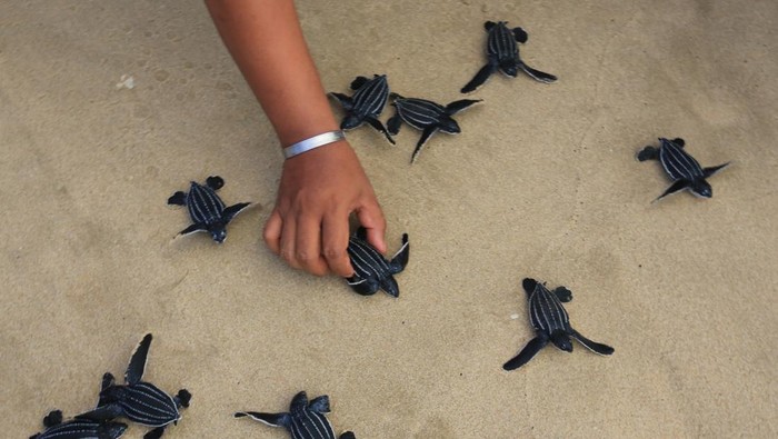 Seekor tukik atau anak penyu belimbing (Dermochelys coriacea) berjalan menuju laut lepas saat dilepasliarkan di kawasan Pantai Joel Bungalow, Lhoknga, Aceh Besar, Aceh, Kamis (2/3/2022). Pegiat wisata dan aktivis lingkungan melepasliarkan 100 ekor tukik belimbing ke habitatnya sebagai upaya mengedukasikan pengunjung wisata dan masyarakat tentang pentingnya menjaga dan melestarikan keseimbangan biota laut. ANTARA FOTO/Syifa Yulinnas/rwa.