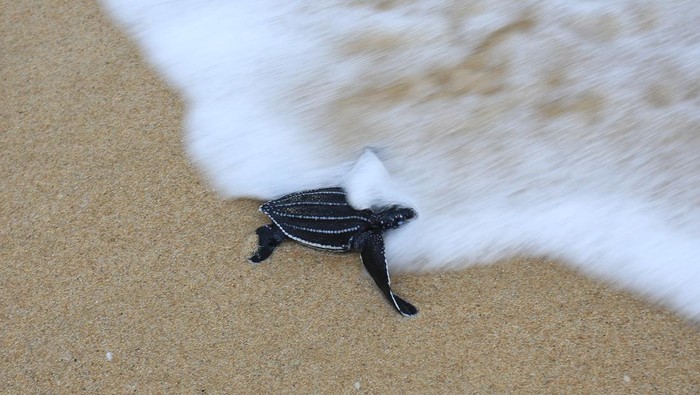 Aksi Pelepasan Tukik Kembali ke Habitatnya Seekor tukik atau anak penyu belimbing (Dermochelys coriacea) berjalan menuju laut lepas saat dilepasliarkan di kawasan Pantai Joel Bungalow, Lhoknga, Aceh Besar, Aceh, Kamis (2/3/2022). Pegiat wisata dan aktivis lingkungan melepasliarkan 100 ekor tukik belimbing ke habitatnya sebagai upaya mengedukasikan pengunjung wisata dan masyarakat tentang pentingnya menjaga dan melestarikan keseimbangan biota laut. ANTARA FOTO/Syifa Yulinnas/rwa.