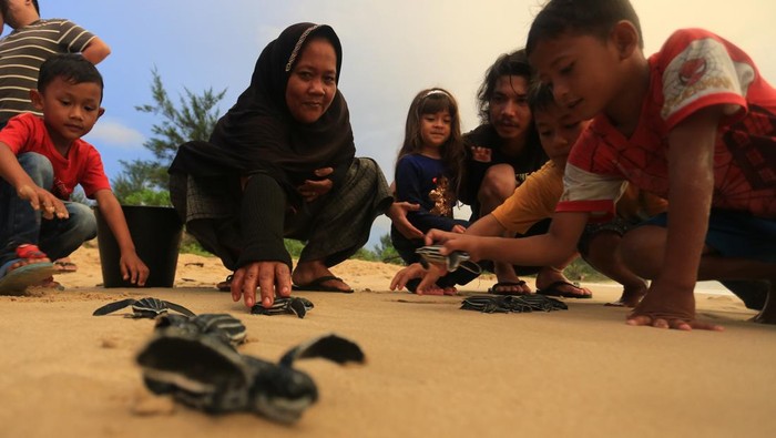 Aksi Pelepasan Tukik Kembali ke Habitatnya Seekor tukik atau anak penyu belimbing (Dermochelys coriacea) berjalan menuju laut lepas saat dilepasliarkan di kawasan Pantai Joel Bungalow, Lhoknga, Aceh Besar, Aceh, Kamis (2/3/2022). Pegiat wisata dan aktivis lingkungan melepasliarkan 100 ekor tukik belimbing ke habitatnya sebagai upaya mengedukasikan pengunjung wisata dan masyarakat tentang pentingnya menjaga dan melestarikan keseimbangan biota laut. ANTARA FOTO/Syifa Yulinnas/rwa.