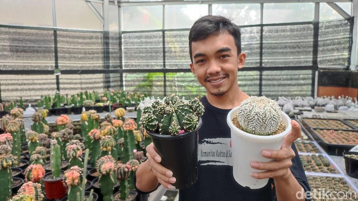 Asep Irpan Mauludin (25) sukses budi daya kaktus hias Gymnocalycium.