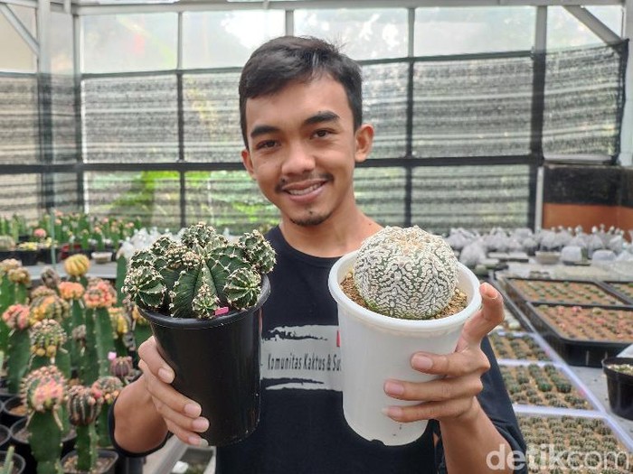 Asep Irpan Mauludin (25) sukses budi daya kaktus hias Gymnocalycium.