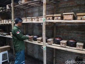 Budidaya Lebah Klanceng, Pria Jepara Cuan Jutaan Rupiah Tiap Bulan