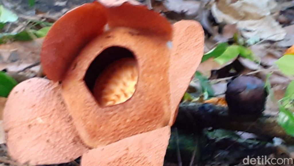 Rafflesia Patma Dikembangkan di Kebun Raya Bogor, Sudah 16 Kali Mekar