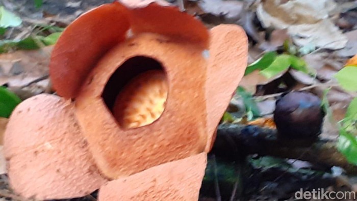 Rafflesia Patma dikembangbiakkan di Kebun Raya Bogor