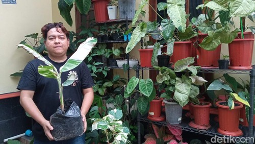 Sampriatna Pengusaha Tanaman Hias