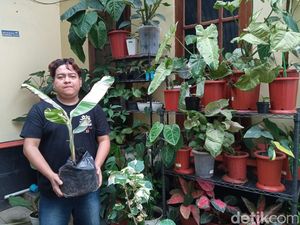 Hobi Tanaman Hias Saat Pandemi Bikin Sam Ketiban Durian Runtuh